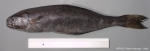 Centrolophus niger (Gmelin, 1789) 