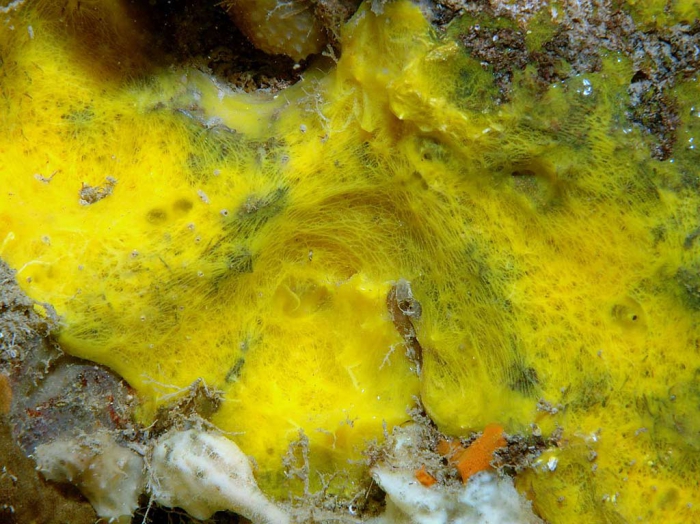 Hexadella pruvoti