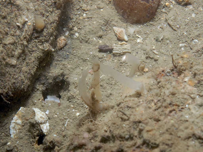 Oceanapia isodictyiformis in situ