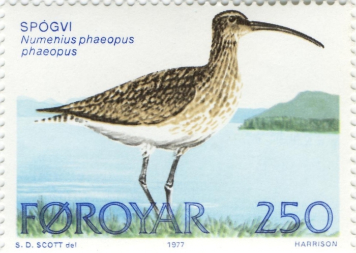 Numenius phaeopus