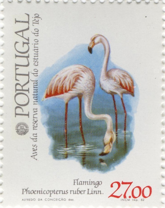 Phoenicopterus ruber