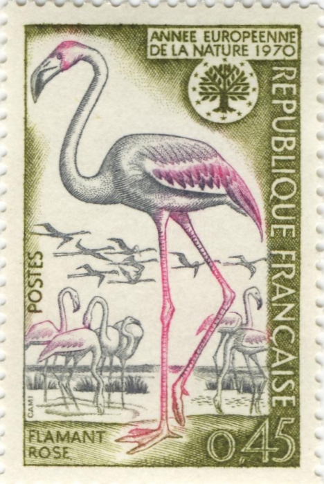 Phoenicopterus ruber