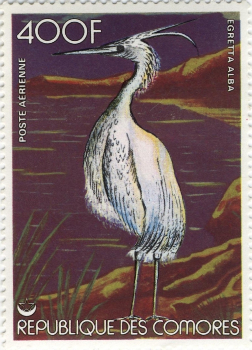 Egretta alba