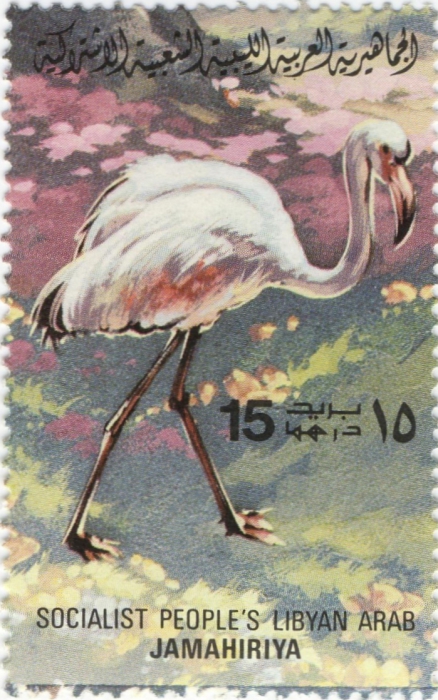 Phoenicopterus ruber