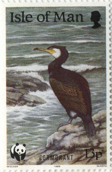 Phalacrocorax carbo