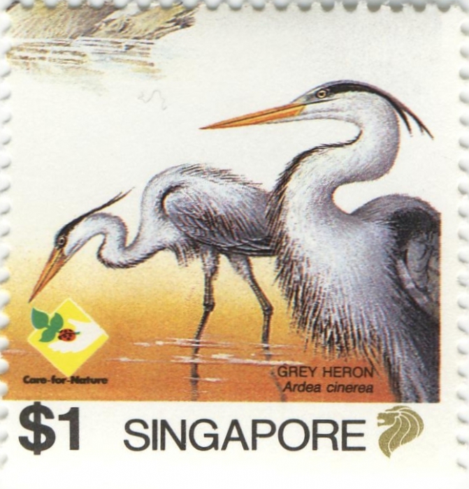 Ardea cinerea