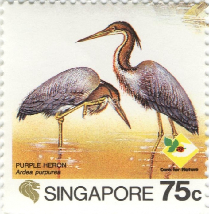 Ardea purpurea