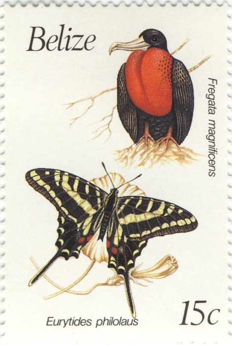 Fregata magnificens