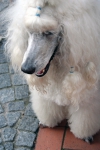 Hond op de dijk