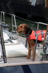 Hond op boot
