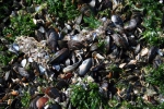 Mosselen op strandhoofd