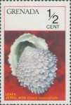 Chama macerophylla