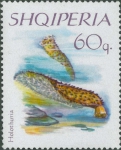 Holothuria sp.