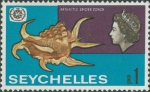 Lambis chiragra arthritica