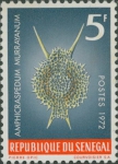 Amphicraspedum murrayanum