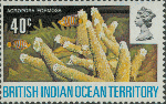 Acropora formosa