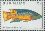Bodianus rufus