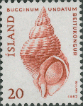 Buccinum undatum