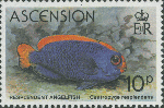 Centropyge resplendens