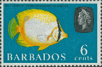 Chaetodon ocellatus