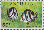 Chaetodon striatus