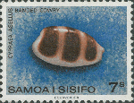 Cypraea asellus