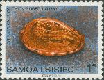 Cypraea caurica
