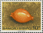 Cypraea globulus