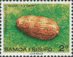 Cypraea isabella