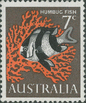 Dascyllus aruanus