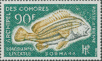 Epinephelus latifasciatus