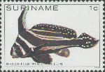 Equetus punctatus