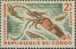 Lycoteuthis diadema