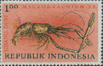 Macrobrachium sp.