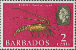 Panulirus argus