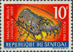 Panulirus regius