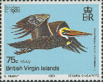 Pelecanus occidentalis