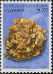 Retepora cellulosa