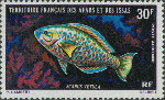 Scarus vetula