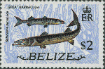 Sphyraena barracuda