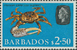 Uca (Leptuca) pugilator