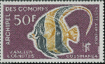 Zanclus cornutus