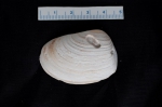 Bivalvia