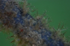 Machospookkreeftje (Caprella mutica)