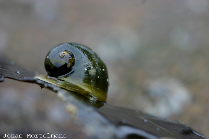 Bleke scheefhoren (Lacuna pallidula)