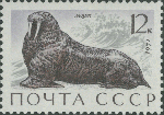 Odobenus rosmarus