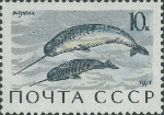 Monodon monoceros