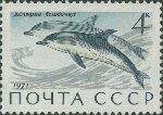 Delphinus delphis