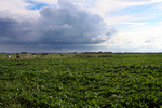 Polderlandschap