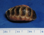 Ischnochiton exaratus